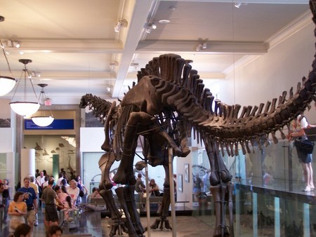 gal/New_York/Museum_of_Natural_History/American_Museum_of_Natural_History003.jpg