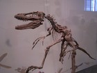 gal/New_York/Museum_of_Natural_History/_thb_American_Museum_of_Natural_History006.jpg
