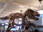gal/New_York/Museum_of_Natural_History/_thb_American_Museum_of_Natural_History007.jpg